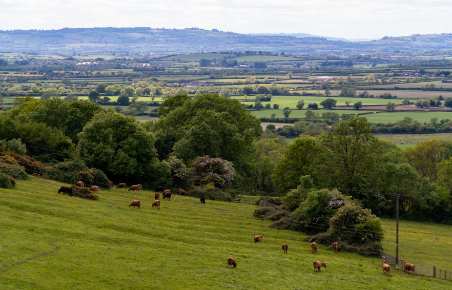 Carousel Desktop Walks
