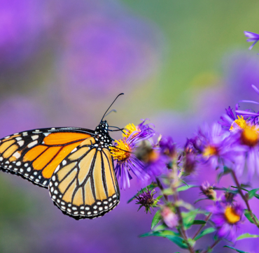 Keyinformation Butterfly House 1