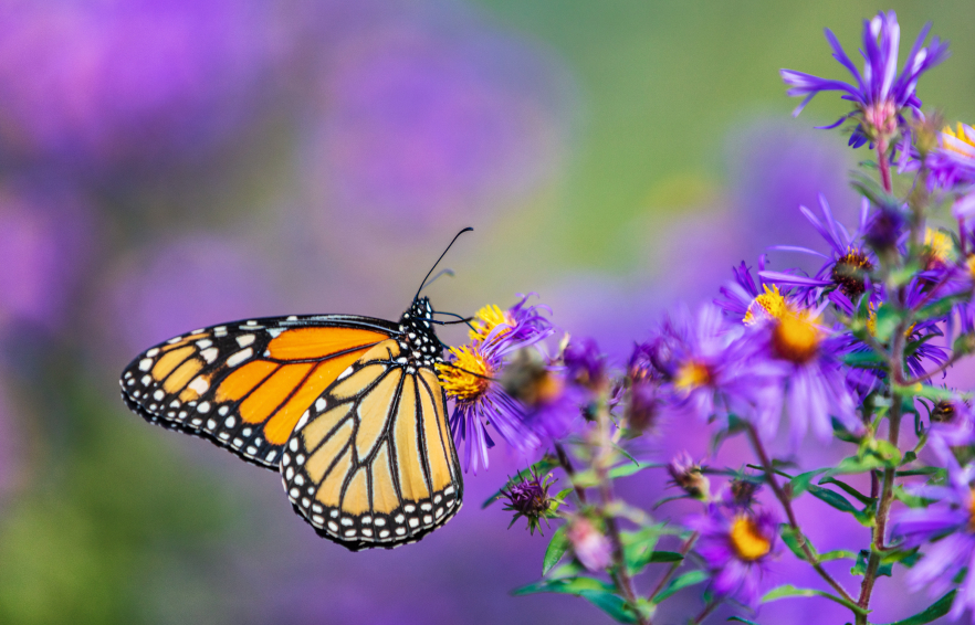 Carousel Desktop Top 10