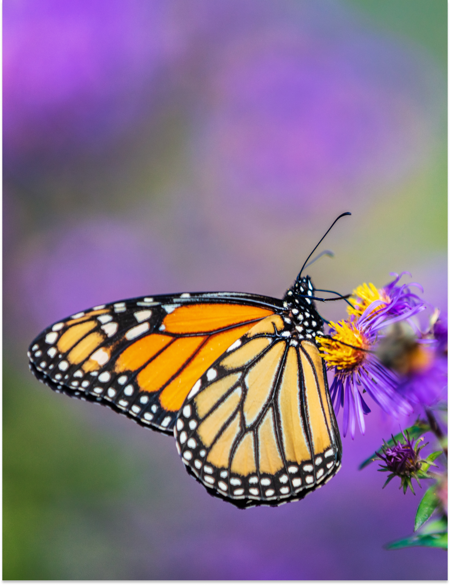 Inner Desktop Banner